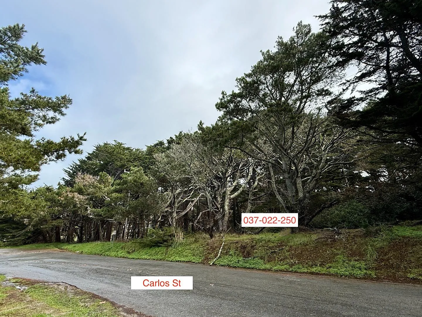 37022250 Carlos St photo 1
