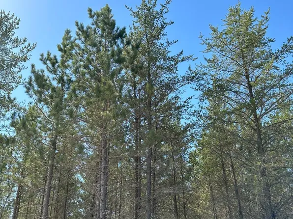 On Creek Rd, Shongaloo, LA 71072