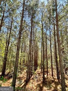 0 Harry Priddy Rd, Americus, GA, 31719