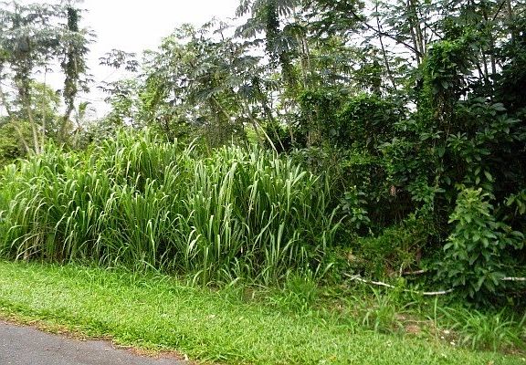 2nd image of Manalo St Lot 1034