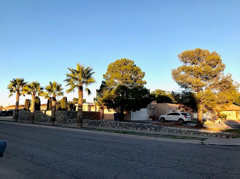 Side View - Palm Trees 