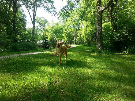Great place for dogs to run!
