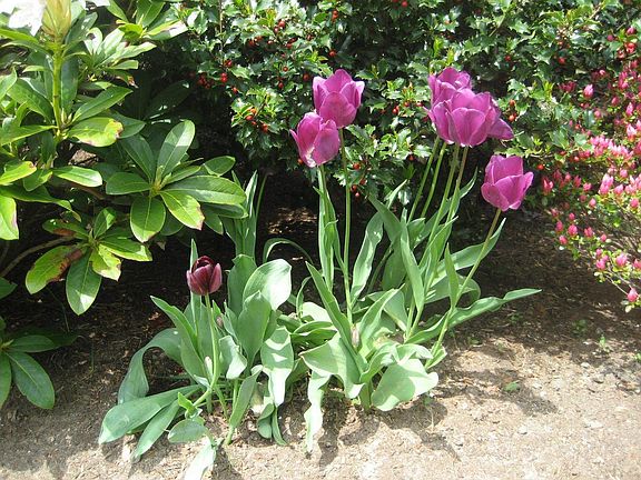 Spring at 240