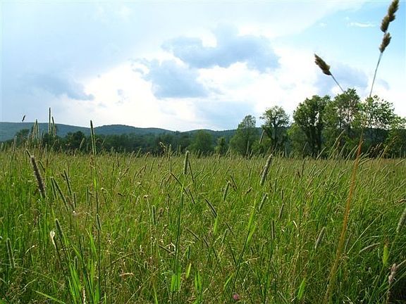 Open & LEVEL hayfields