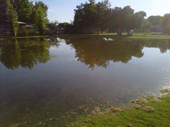 Pasture during flood irrigation