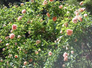 705 Valley Quail Dr, Mount Shasta, CA 96067