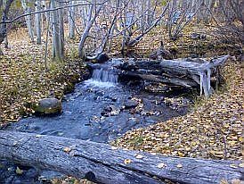 Backyard - Thomas Creek!