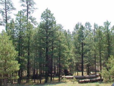 2291 Pine Valley Rd, Happy Jack, AZ, 86024