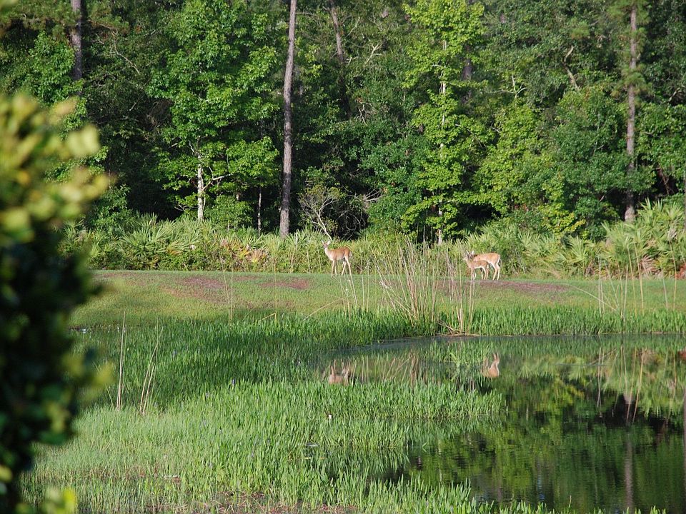 Deer frequent the protected area across lake