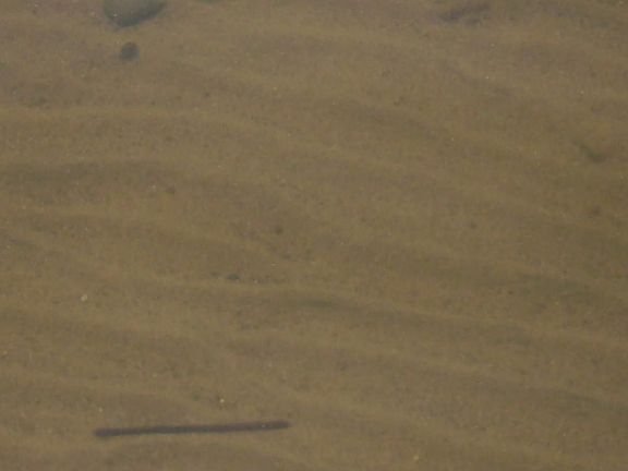 120 ft of firm sand Frontage