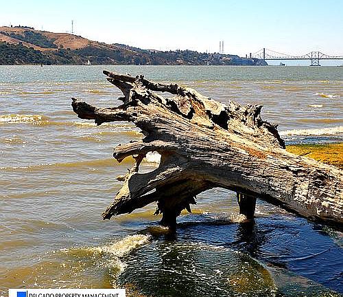 Benicia waterfront fallen tree