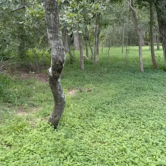 Texas Oak Dr — Photo 10