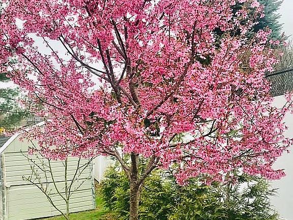 Cherry blossom 