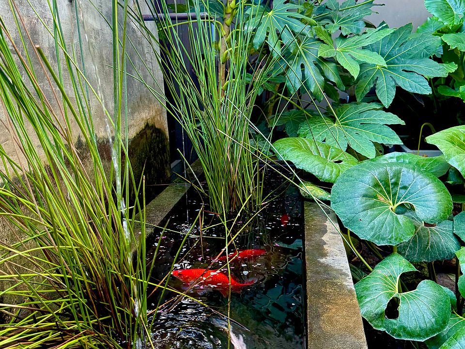 Gold fish swimming in the 6 feet long dining patio fountain