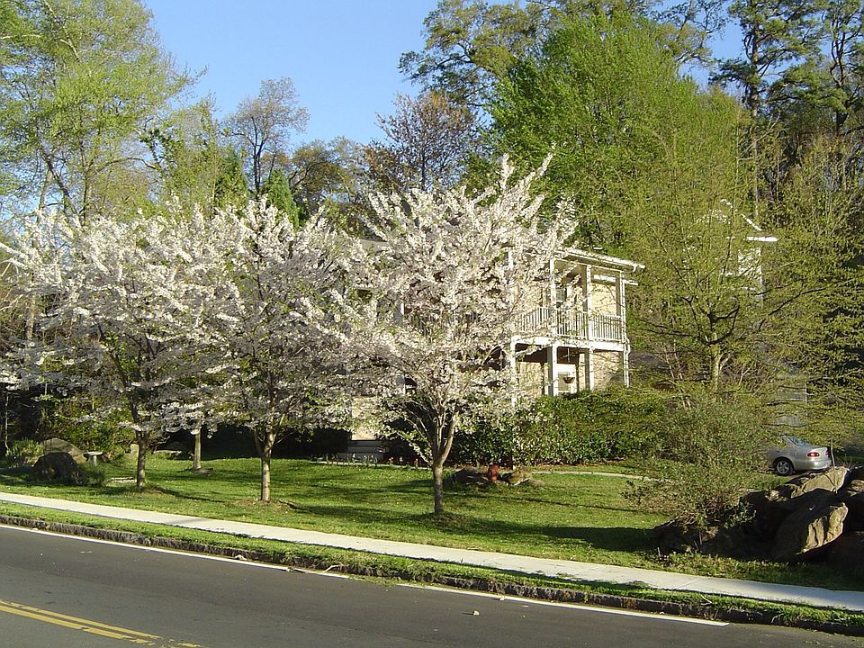 Our Trees in Bloom