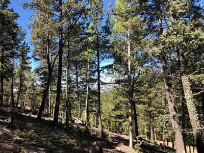 661 Homestead Rd, Divide, CO, 80814