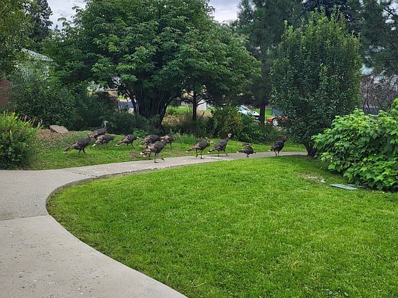 The turkey gang.