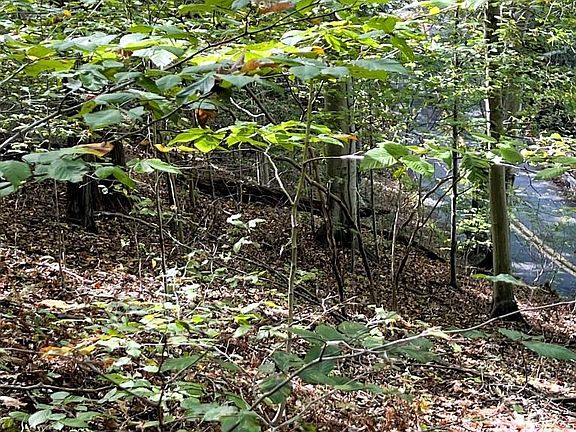 5th image of 1 Laurel Ridge Ln