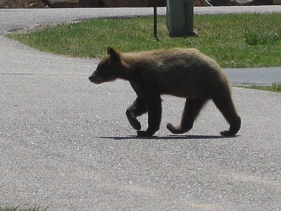 Wildlife on Willow Broom Trail