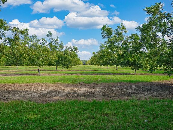 2017 & 2018 planted pecan trees
