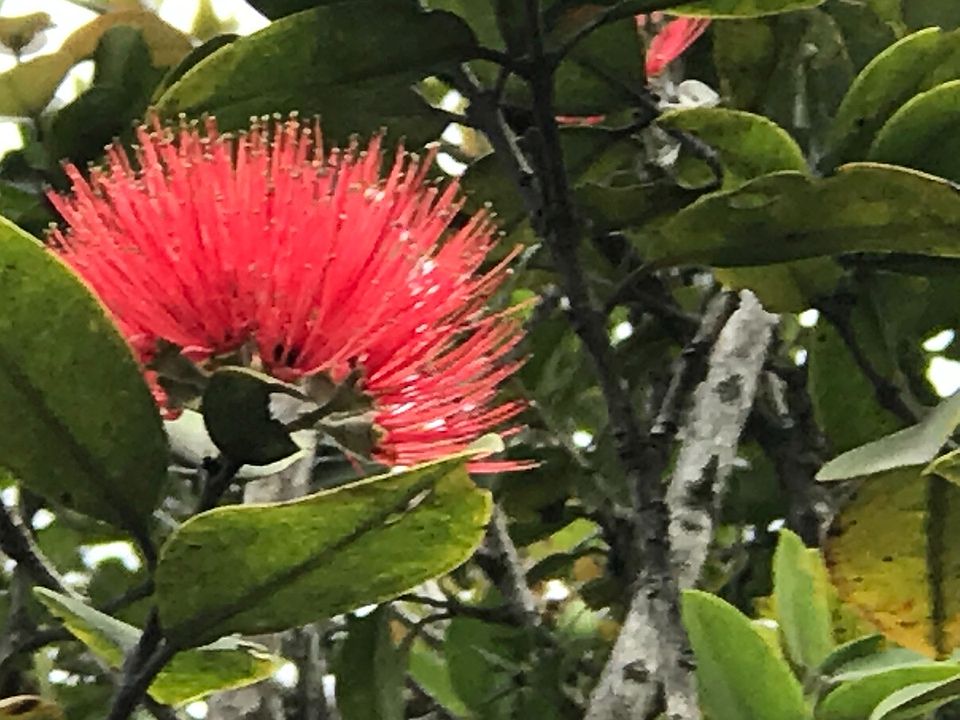 41 Painiu St, Mountain View, HI 96771 MLS 702998 Zillow