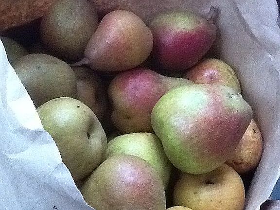 Productive pear tree
