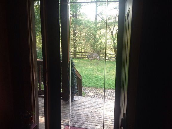 Deer in the yard
