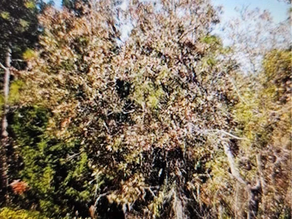 18 Longleaf Ct, Homosassa, FL 34446