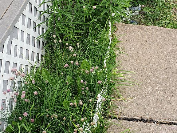 Chives & Lilies