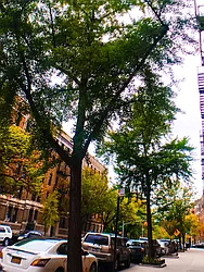 Rented by Clove Realty LLC