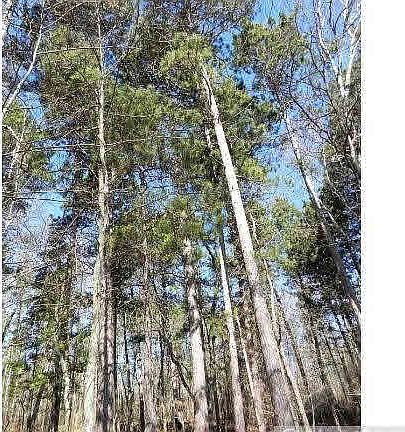 4th image of 36650 Pine Knolls Circle