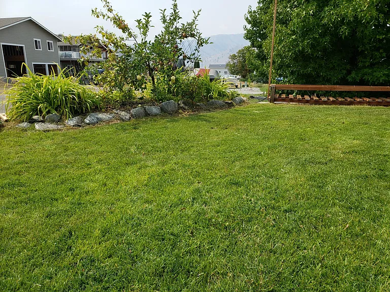 Front lawn with apple tree in background