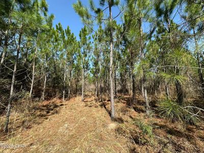TRACT 6416 Douglas Ferry Rd N, Caryville, FL, 32427