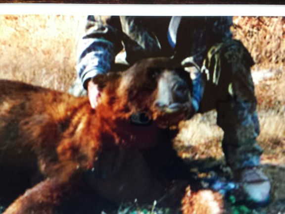 Lots of bear hunting