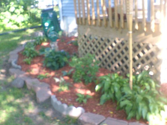 Back Rain Garden
