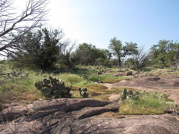 Lots of hill country flora