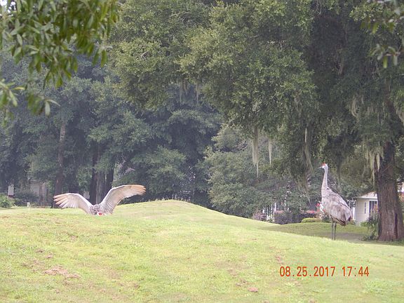 Sand Cranes on 16th green