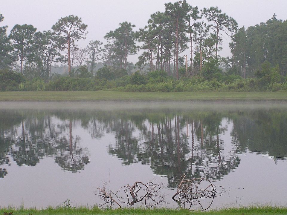 Backyard view(morning)
