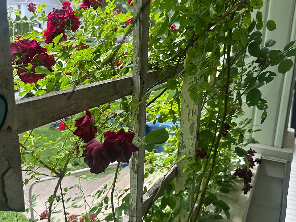 Front porch trellace
