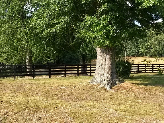 Mature shade trees in front