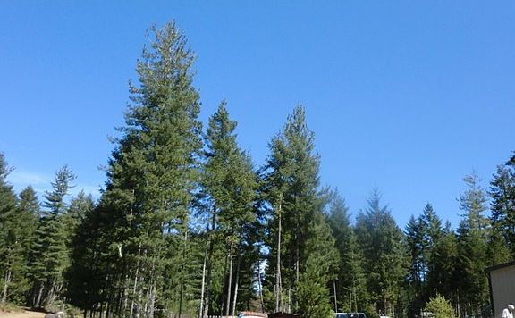 4th image of 90 NE Tee Lake Pnes