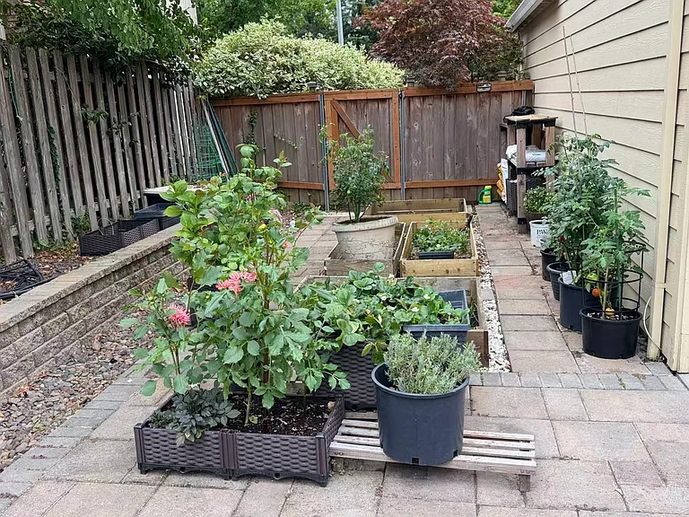 vegetable plant