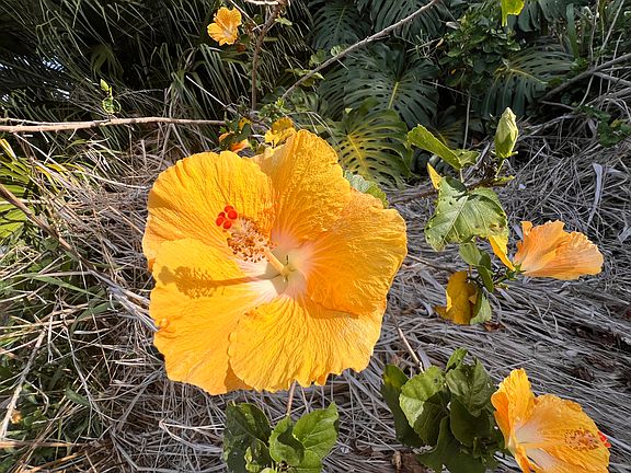 5th image of Kukuau St Lot 254