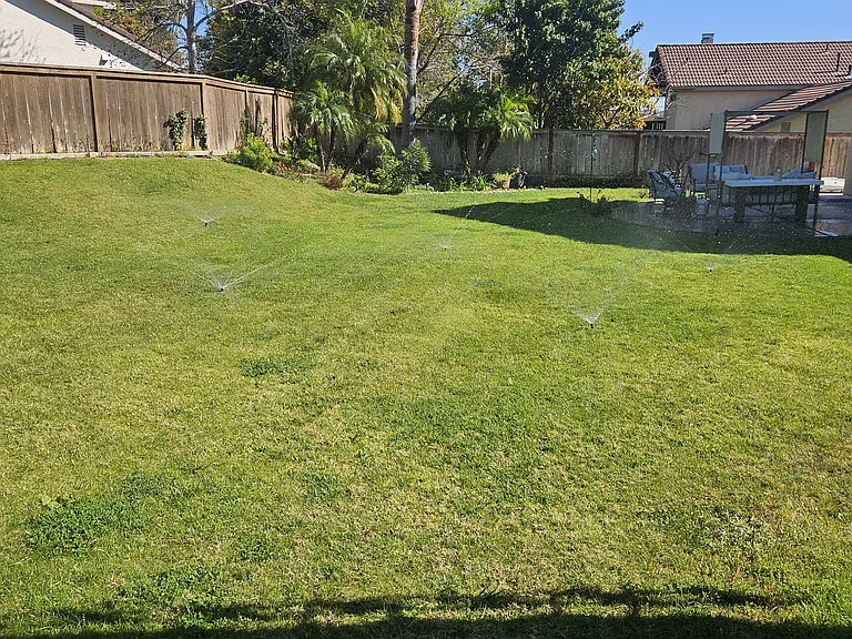back yard