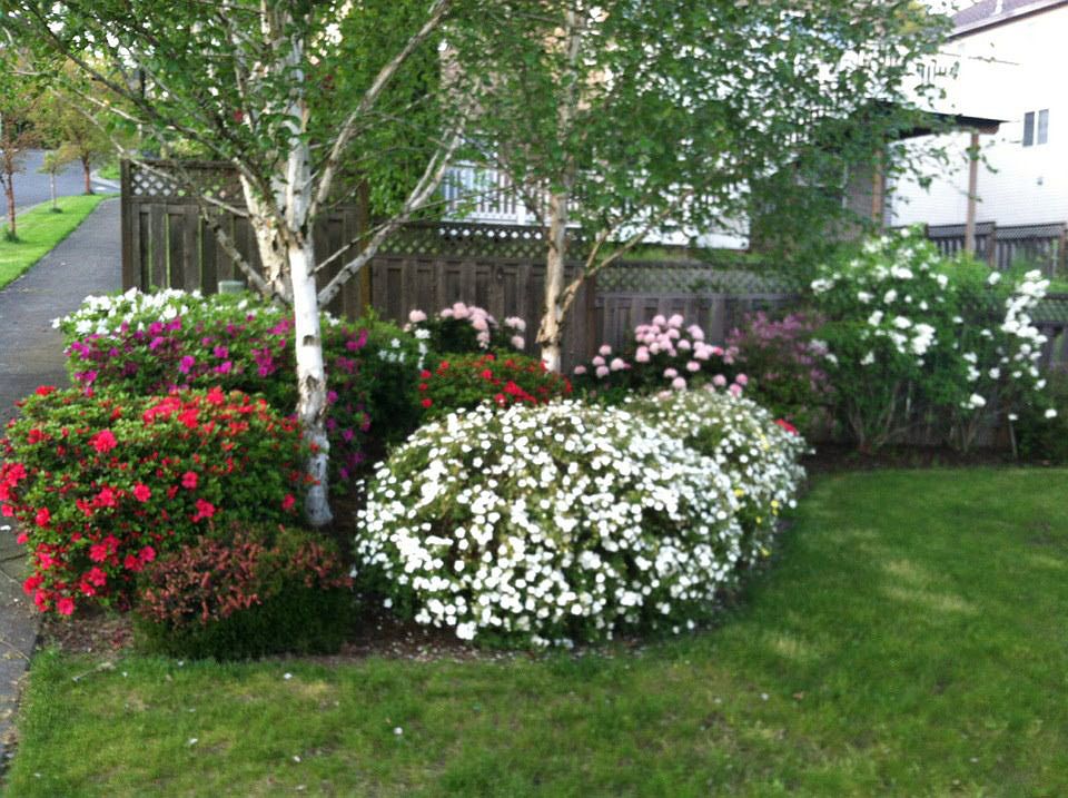 Frontyard Azaleas