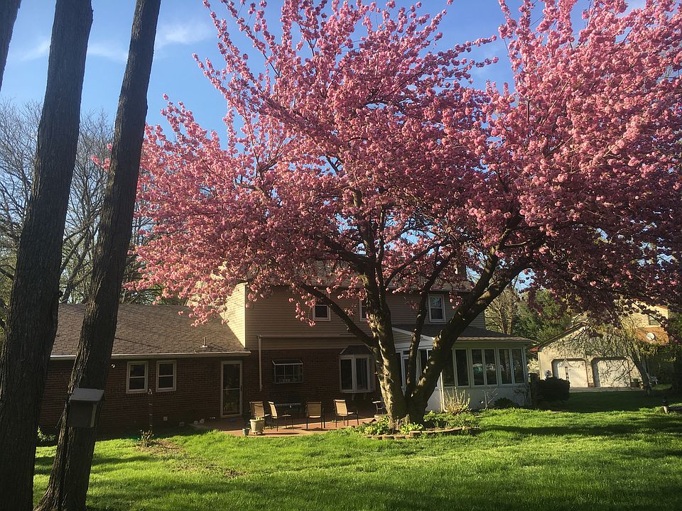 Patio cherry tree in bloom