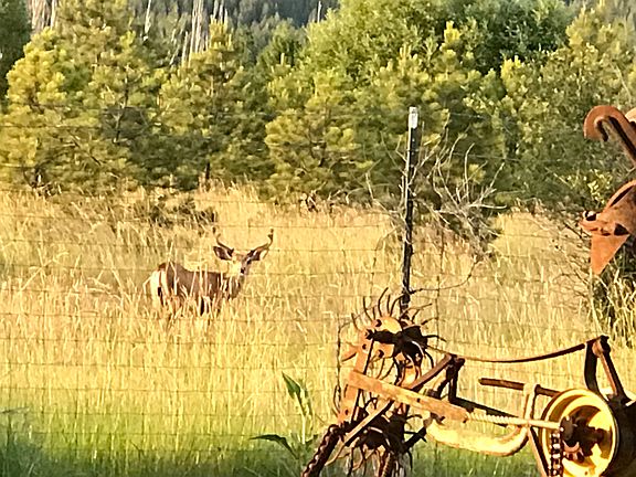 Buck noticed me out back
