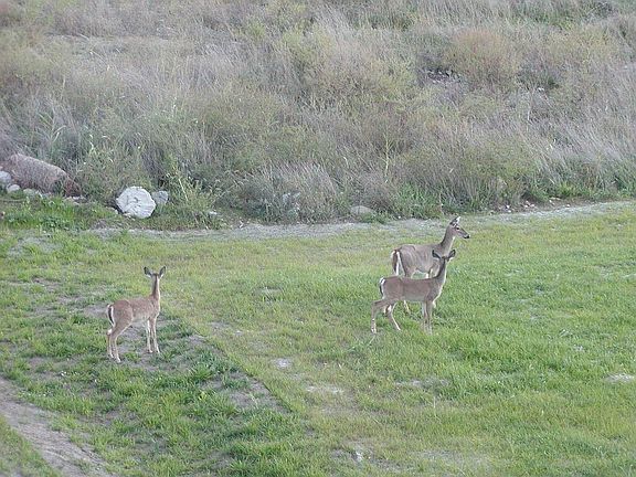 Deers in the backyard