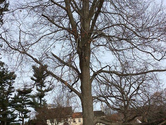 View From Carriage House