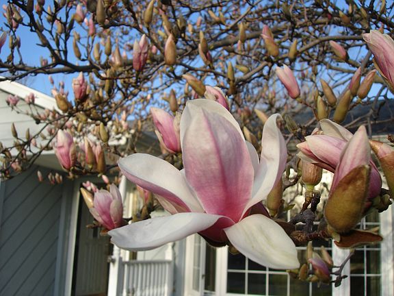 Magnolia Tree